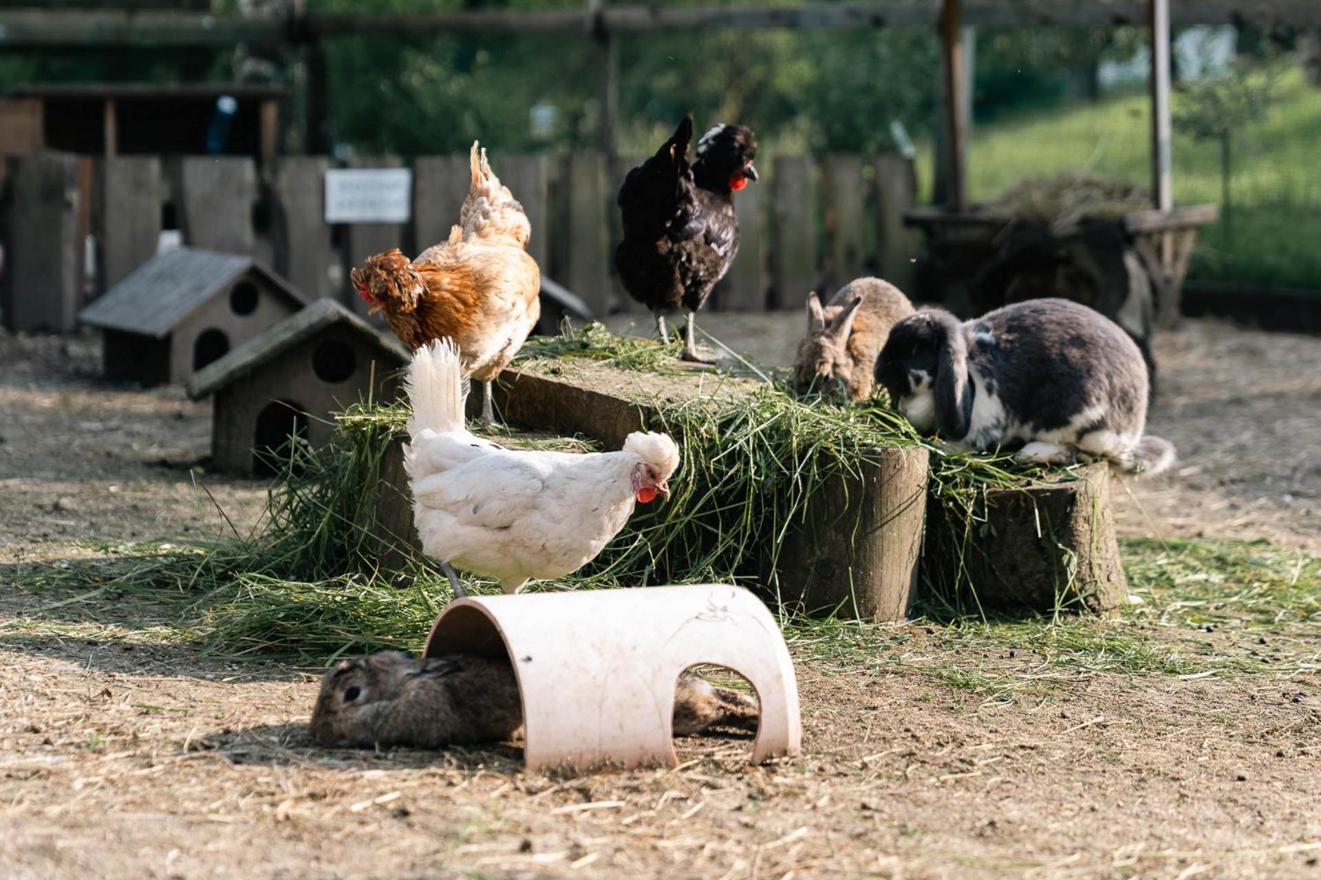 Ferienwohnung Grubinger Unterach am Attersee Bagian luar foto