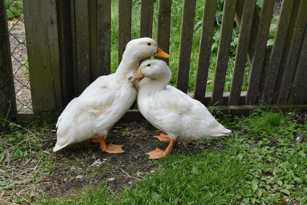 Ferienwohnung Grubinger Unterach am Attersee Bagian luar foto