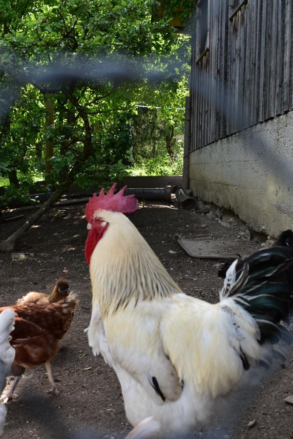 Ferienwohnung Grubinger Unterach am Attersee Bagian luar foto