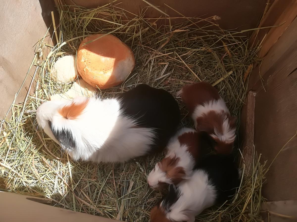 Ferienwohnung Grubinger Unterach am Attersee Bagian luar foto
